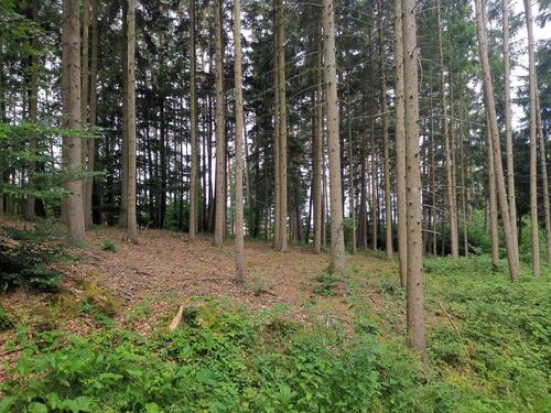 Foto - Waldfläche - 53.520,00 EUR Kaltmiete,