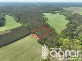 Foto - Ein Stück märkische Waldidylle am Stadtrand von Cottbus - Kiefernwald (ca. 0,5 ha)