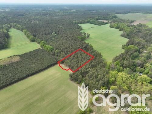 Foto - Ein Stück märkische Waldidylle am Stadtrand von Cottbus - Kiefernwald (ca. 0,5 ha)