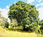 Foto - Garten Grundstück zu verpachten