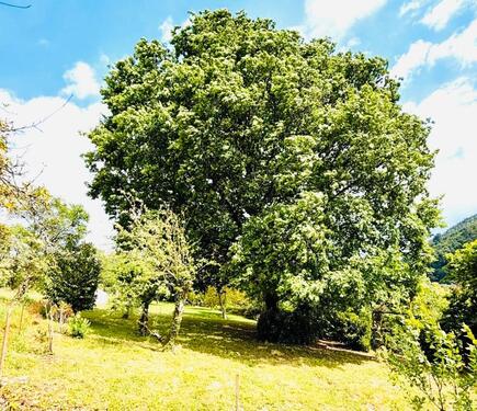 Foto - Garten Grundstück zu verpachten
