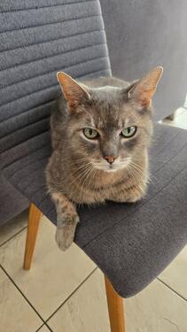 Foto - 2.5 Zimmer Erdgeschoßwohnung in Steinheim an der Murr