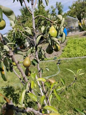 Foto - Grundst&uuml;ck zur Miete in Brandenburg an der Havel