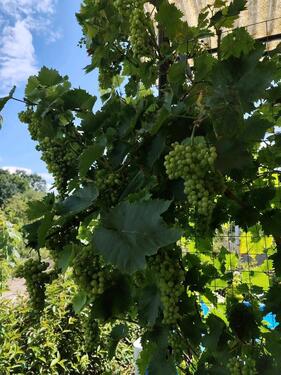 Foto - Grundst&uuml;ck in Brandenburg an der Havel
