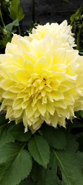 Foto - Grundst&uuml;ck in Brandenburg an der Havel zur Miete