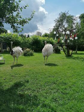 Foto - „Drachenhof Sagar – 8.600 m² Natur, Bauland, Wohnhaus + 200 Jahre