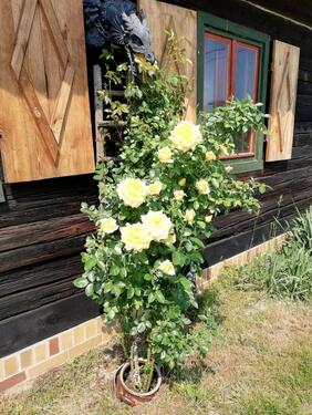 Foto - Einfamilienhaus in Krauschwitz i. d. O.L. zum Kaufen