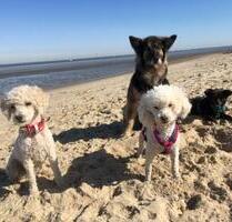 Urlaub? Nicht ohne meinen Hunde! - Kaiserslautern Betzenberg