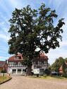Foto - Mehrfamilienhaus, Wohnhaus in Hankensbüttel zum Kaufen