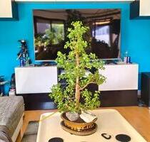 Möblierte 2 ZKB Wohnung im Universitätsviertel, 86159 Augsburg Möblierte 2 ZKB Wohnung im Universitätsviertel, 86159 Augsburg