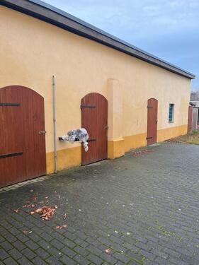 Foto - Einfamilienhaus in Bördeland zum Kaufen