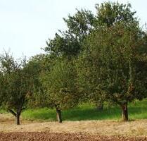 Streuobstwiese zwischen Merzig Harlingen 1613m²