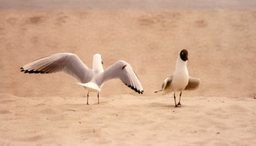 Foto - andere in Wyk Auf Föhr zur Miete