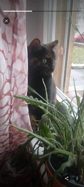 Foto - 2 Zimmer Wohnung über wheinachten und Silvester