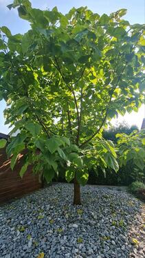 Foto - Mehrfamilienhaus, Wohnhaus in Poppenricht zum Kaufen