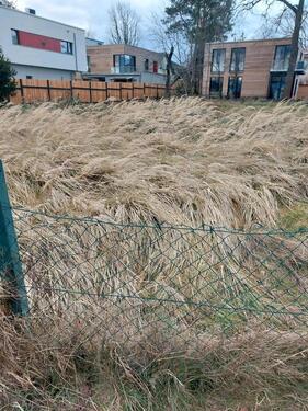 Foto - Bau reifes Grundstück Gemarkung Hellerau Klotzsche