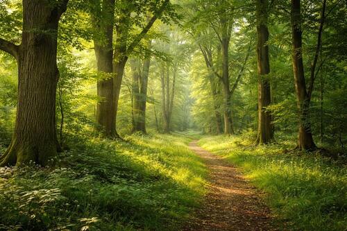 Foto - WaldgrundstückWaldflächeForst ca. 22.000m²