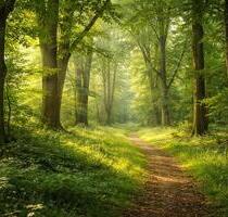 WaldgrundstückWaldflächeForst ca. 22.000m² - Delitzsch