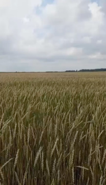 Foto - andere in Damme