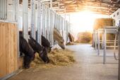 Foto - Pferdestall - 1.200,00 EUR Kaltmiete,
