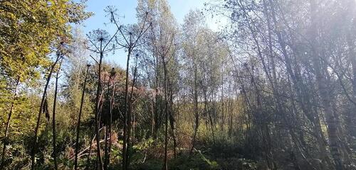 Foto - Grundstück zur Miete in Tangstedt