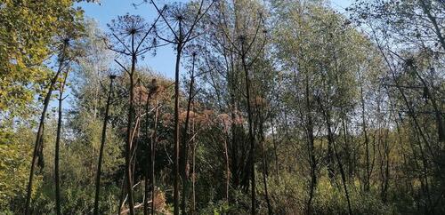 Foto - Grundstück in Tangstedt