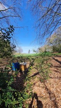 Foto - Standplätze für Imker am Wald-Wiesenrand in Sprockhövel