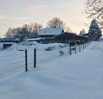 BAUERNHOF - PFERDEHOF - 4 HEKTAR WEIDE - LEBEN MIT TIEREN - Windeck