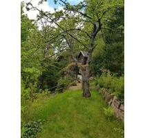 Naturrefugium am Wald – 880 m² Erholung & Freiheit - Glashütte