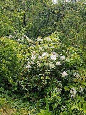 Foto - Grundst&uuml;ck zur Miete in Glashütte