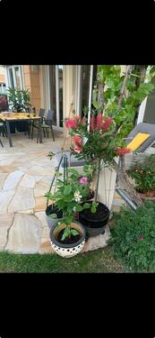 Foto - 4 Zimmer Erdgeschoßwohnung zur Miete in Potsdam