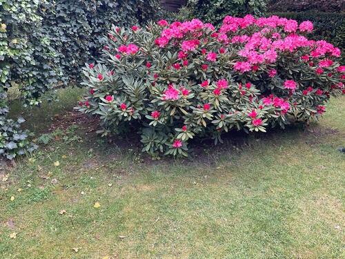 Foto - 1 Zimmer Bungalow in Königsbrück