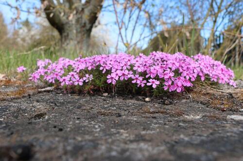 Foto - Idyllischer Kleingarten nähe Lutherstadt Eisleben