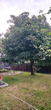 Foto - Grundst&uuml;ck zur Miete in Halle (Saale)
