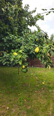 Foto - Grundst&uuml;ck in Halle (Saale)