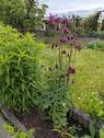 Foto - Garten * Kleine Oase zum Wohlfühlen * Pachtgarten * Kleingarten