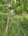 Foto - Grundstück zur Miete in Zehdenick
