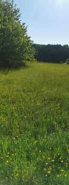 Foto - Grundstück in Lasel