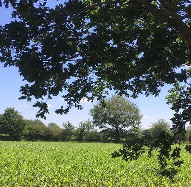 Foto - Einfamilienhaus in Großenwiehe