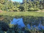 Foto - Fischweiher, Weiher, Freizeitgrundstück in Erding