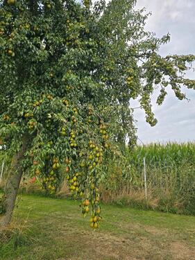 Foto - andere in Bedburg
