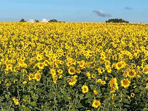 Foto - Sommerurlaub in Mecklenburg mit und ohne Hund