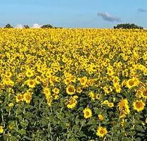 Sommerurlaub in Mecklenburg mit und ohne Hund - Hadamar