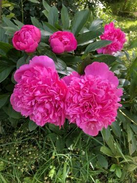 Foto - Grundst&uuml;ck zur Miete in Greifswald