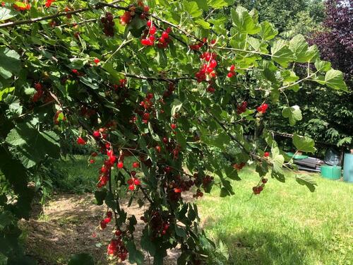 Foto - Grundst&uuml;ck in Greifswald zur Miete