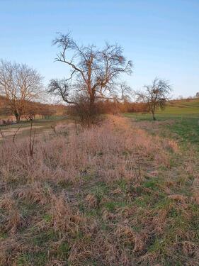 Foto - Grundstück am Ortsrand von Neuenbürg