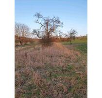 Grundstück am Ortsrand von Neuenbürg - Kraichtal