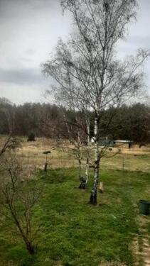 Foto - Einfamilienhaus in Wiesenburg/Mark zum Kaufen