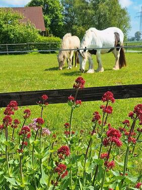 Foto - 2 Zimmer Dachgeschoßwohnung zur Miete in Wittmund