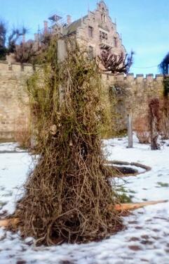 Foto - Kleiner Pachtgarten mit Potential am Rande Altensteiner Park